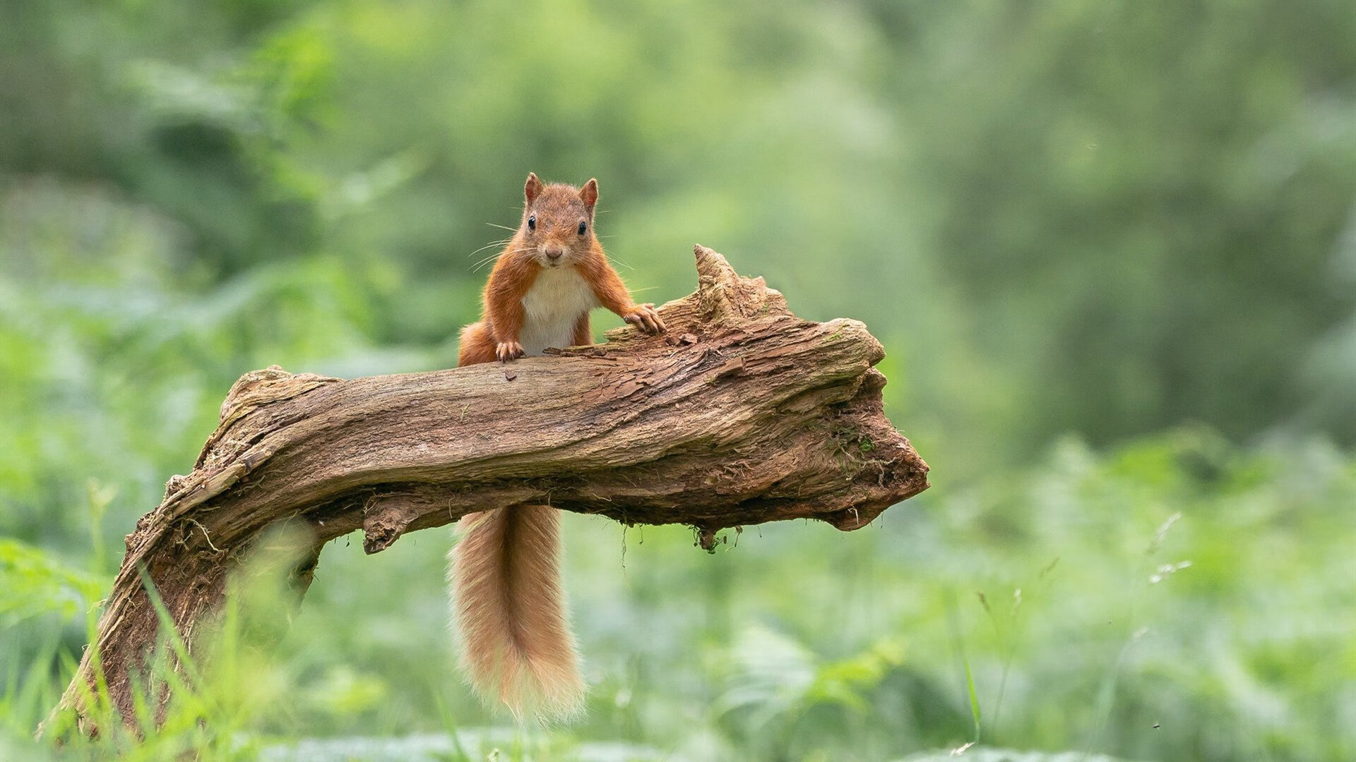 “中国女足在世预赛中迎来关键战役,争夺出线希望”,中国女足世预赛战绩