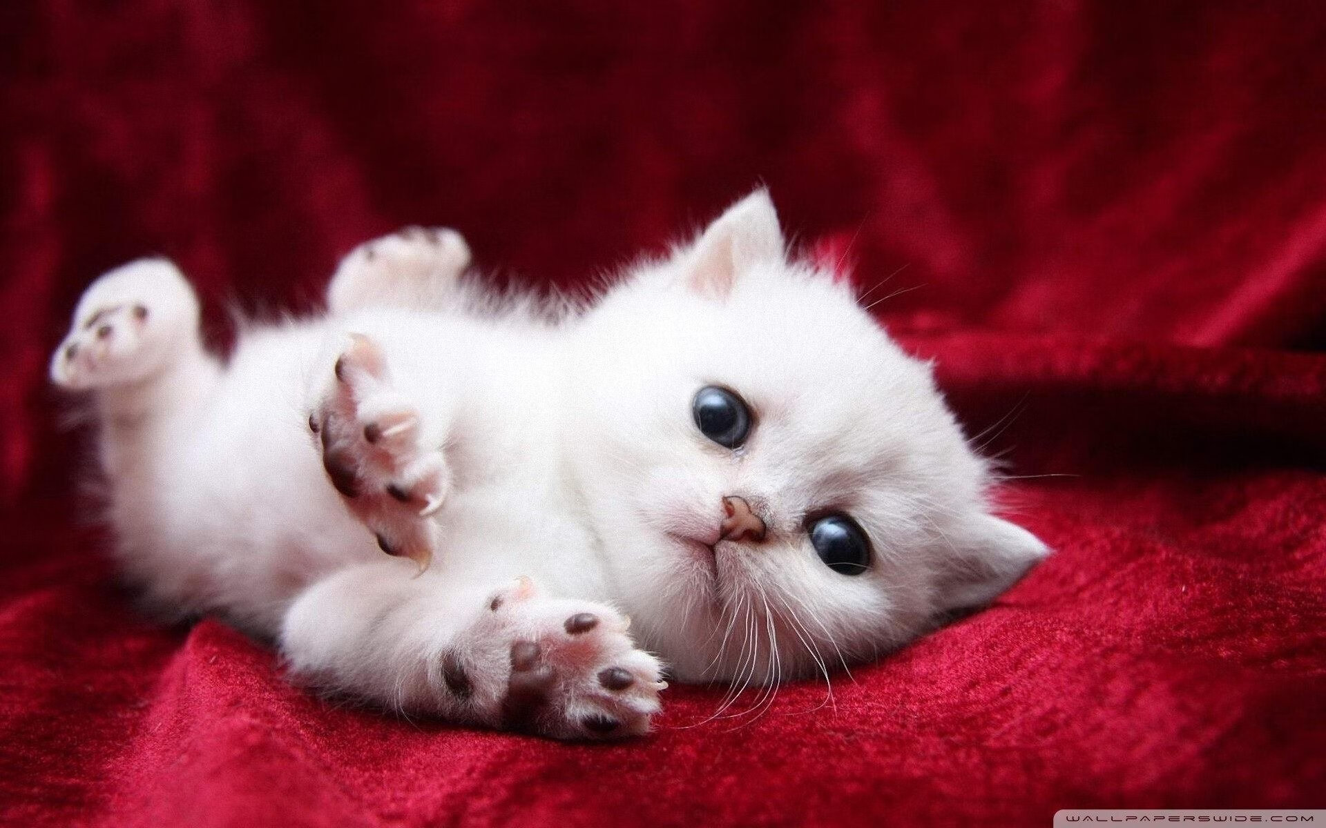 墨西哥男足在巴黎奥运会比赛中以1-0战胜意大利，墨西哥男足能否战胜巴西晋级决赛